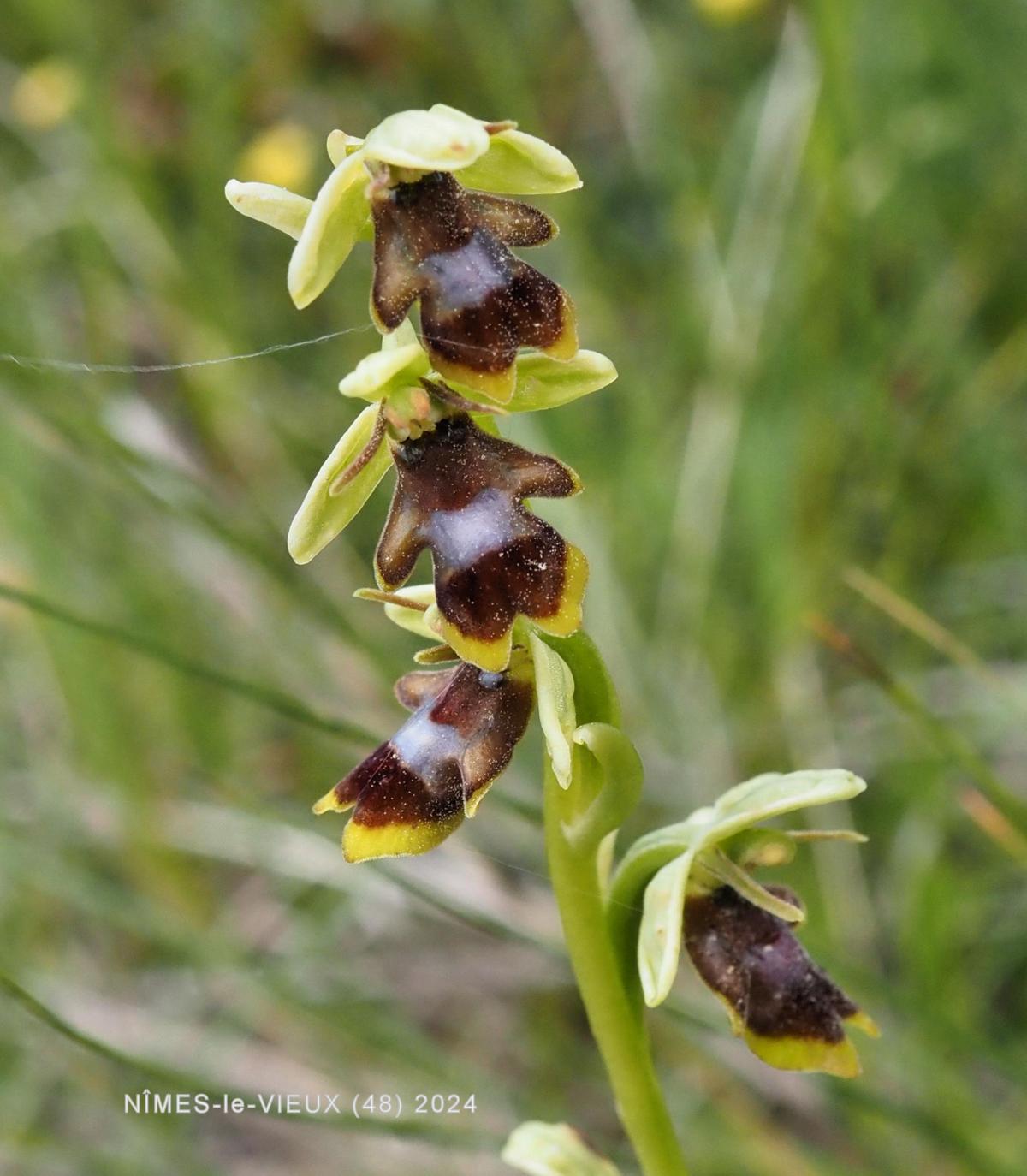 Orchid, Early Fly flower